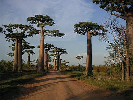 All�e baobab Morondava