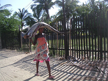 Espadon Morondava