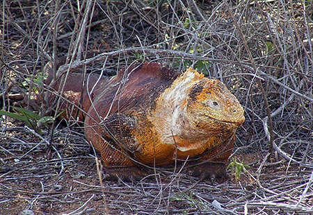 Iguane marin