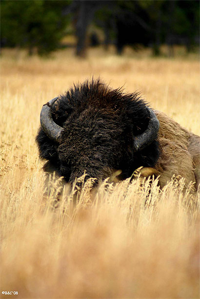 Vieux Bison solitaire