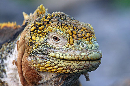 Iguane terrestre