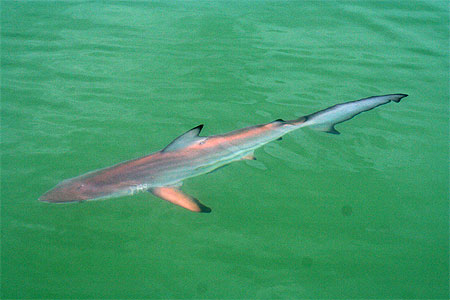 Requin des Galapagos