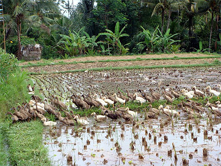 Canards dans les rizi�res