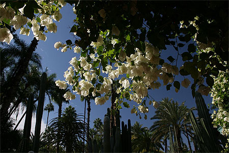 Bougainvill�s blancs