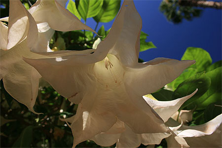 Datura