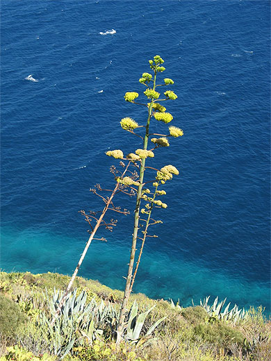 Fleur d'agave