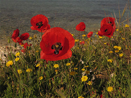Des fleurs sauvages naturelles