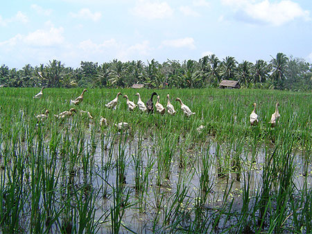 Rizi�re dans les alentours d'Ubud