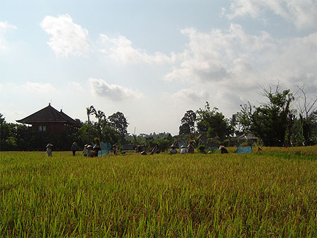 Rizi�re dans les alentours d'Ubud