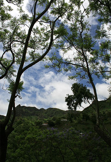 Vue depuis le jardin botanique