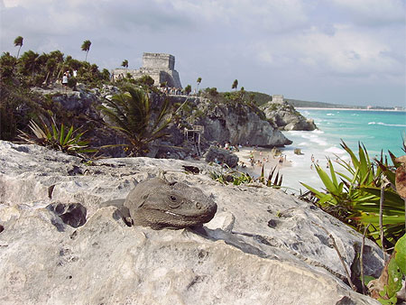 Iguane � Tulum