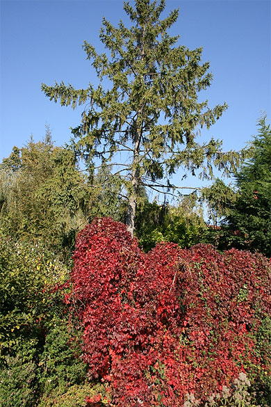 Les couleurs d'automne � Amiens