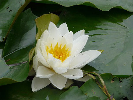 N�nuphar