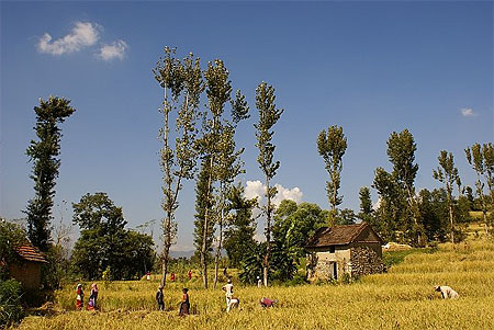 Moisson du riz