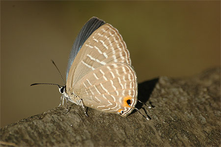 Papillon