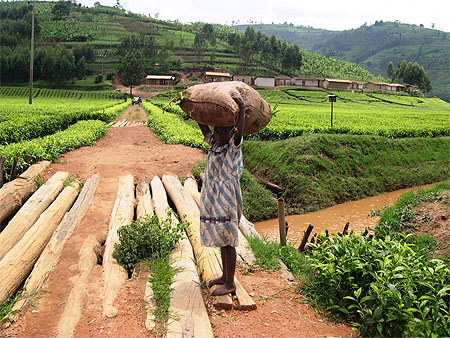 Plantation de th� de la sorwate