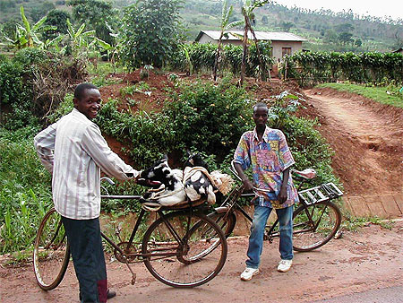 Ch�vres sur le porte bagages