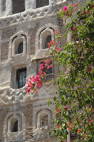 Bougainvillers