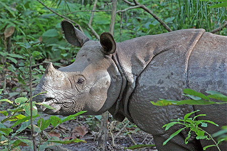 Rhino
