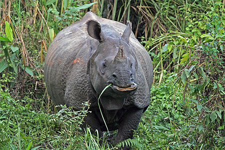 Parc de Chitwan