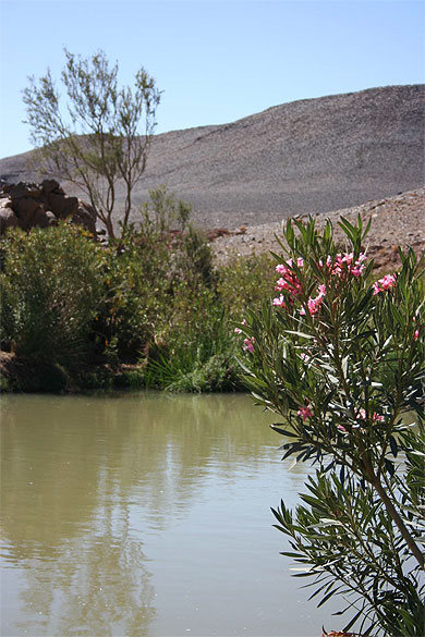 Alg�rie - Hoggar - Afilal - Lauriers roses
