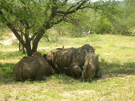 Rhinos � Tshukudu
