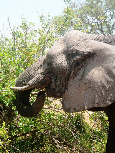 El�phant de Tshukudu