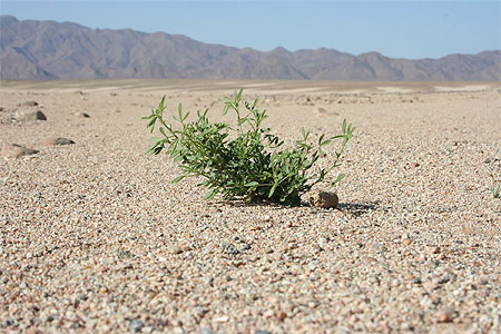 Alg�rie - Hoggar - Plante de l'espoir