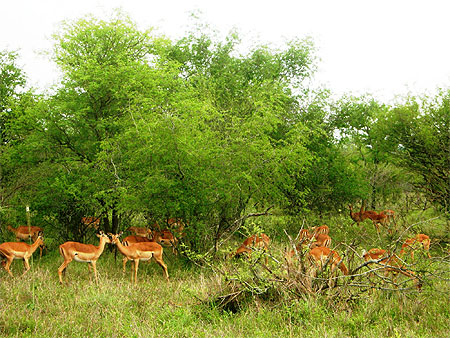 Impalas du Kruger