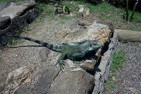 Iguane 