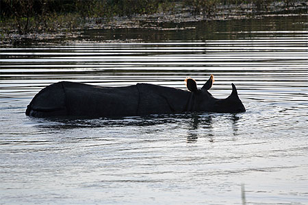 Parc de Chitwan