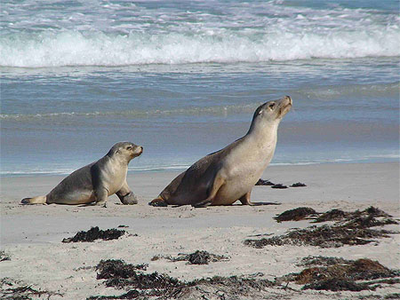 Lions de mer � Seal Bay