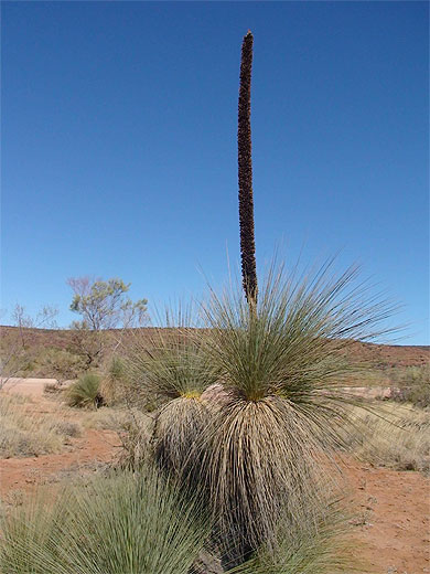 Xantoro�a dans l'OUTBACK