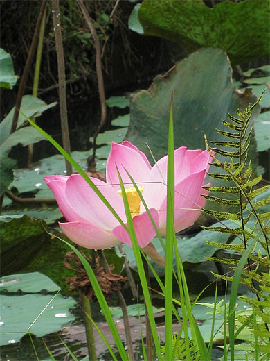 Lotus au Temple Pura Taman Ayun