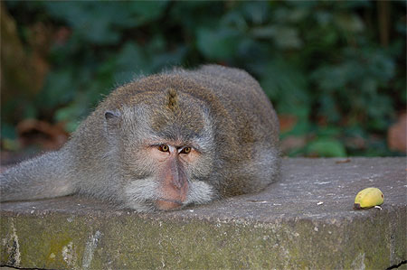 Macaque � Ubud Bali Indon�sie
