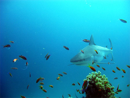 Requin gris-Dagsit de l�oc�an Indien � Mayotte