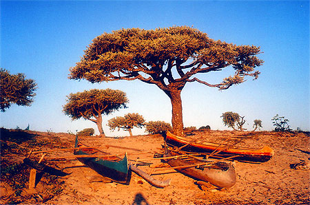 L"arbre � pirogue