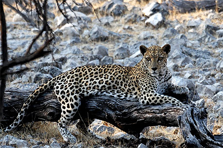 L�opard � Etosha