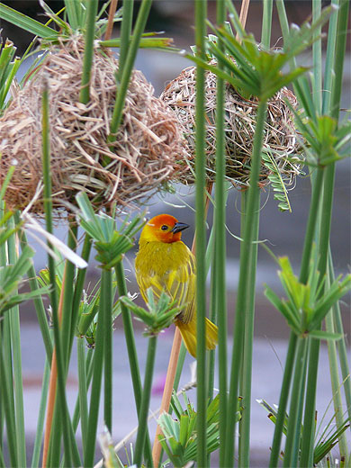 Le Tisserin ( Ploceus Cucullatus ) au Kenya