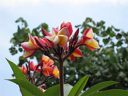 Fleur de frangipanier � c�t� du Pura Tanah Lot