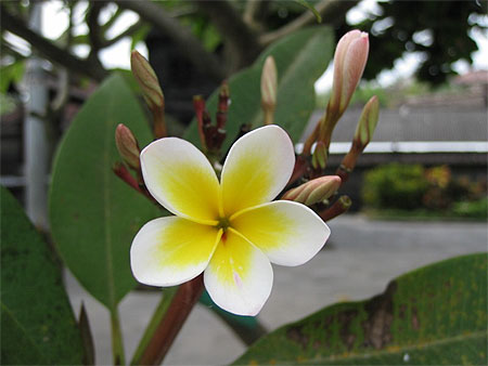 Fleur de frangipanier � c�t� du Pura Tanah Lot