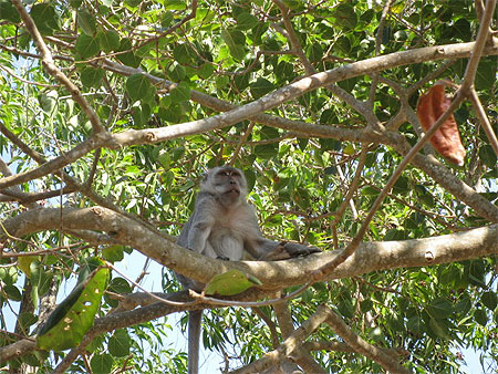 Singe d'Uluwatu