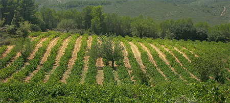 Vigne en catalogne