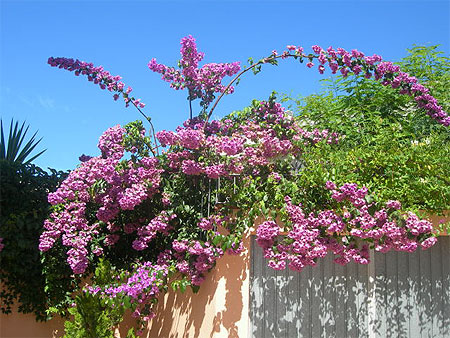 Bougainvill�e