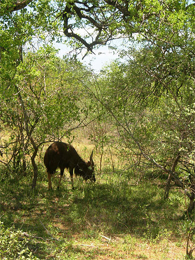 Nyala male
