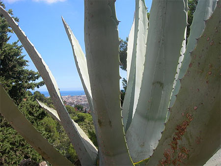 Agave sur fond de M�diterran�e