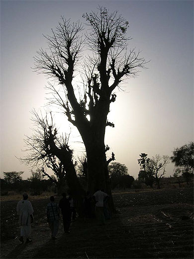 Baobab