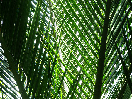 Palmier Nikau & G�om�trie