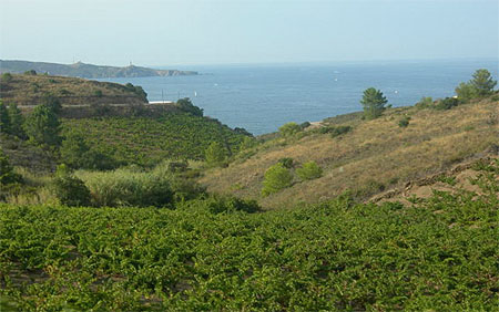 Surplomb dans les vignes