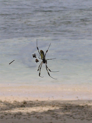 Araign�e au Parc de Cahuita